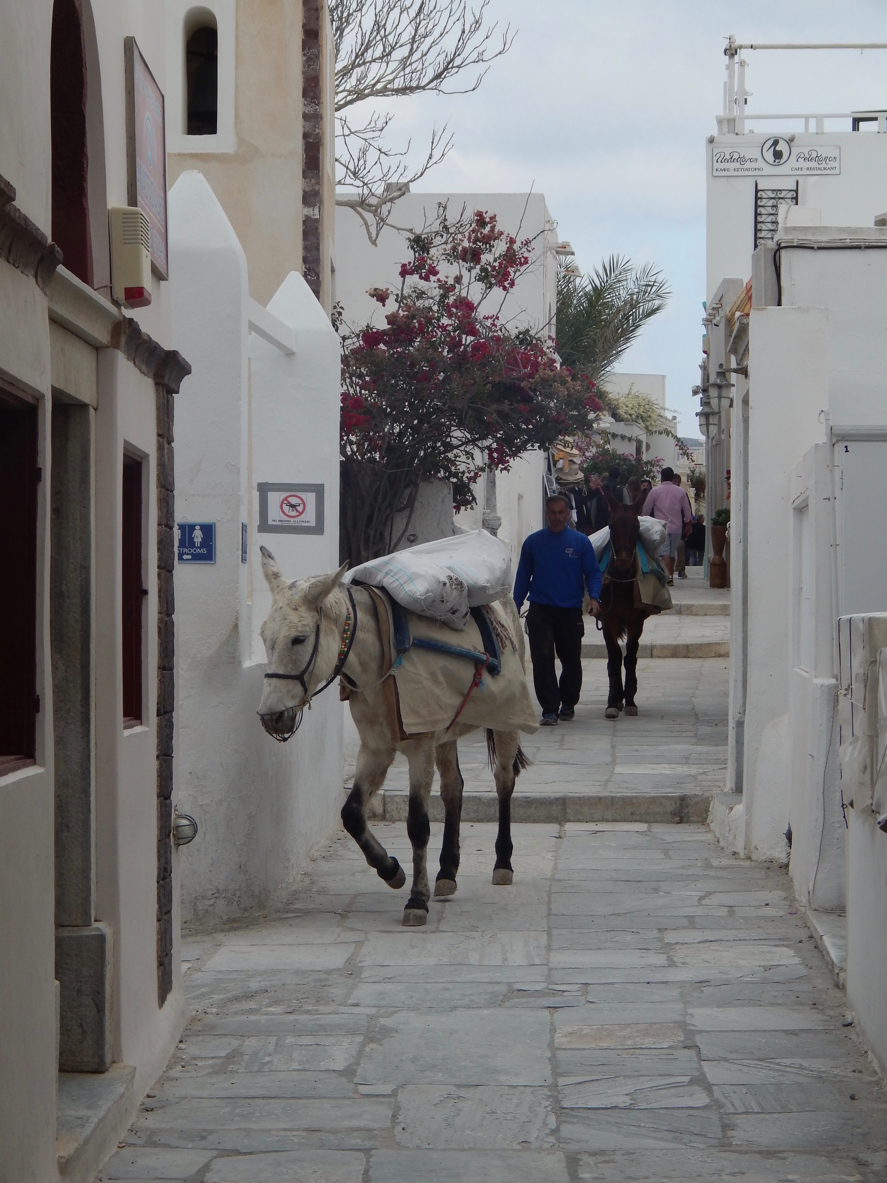 Opa! Exploring Santorini
