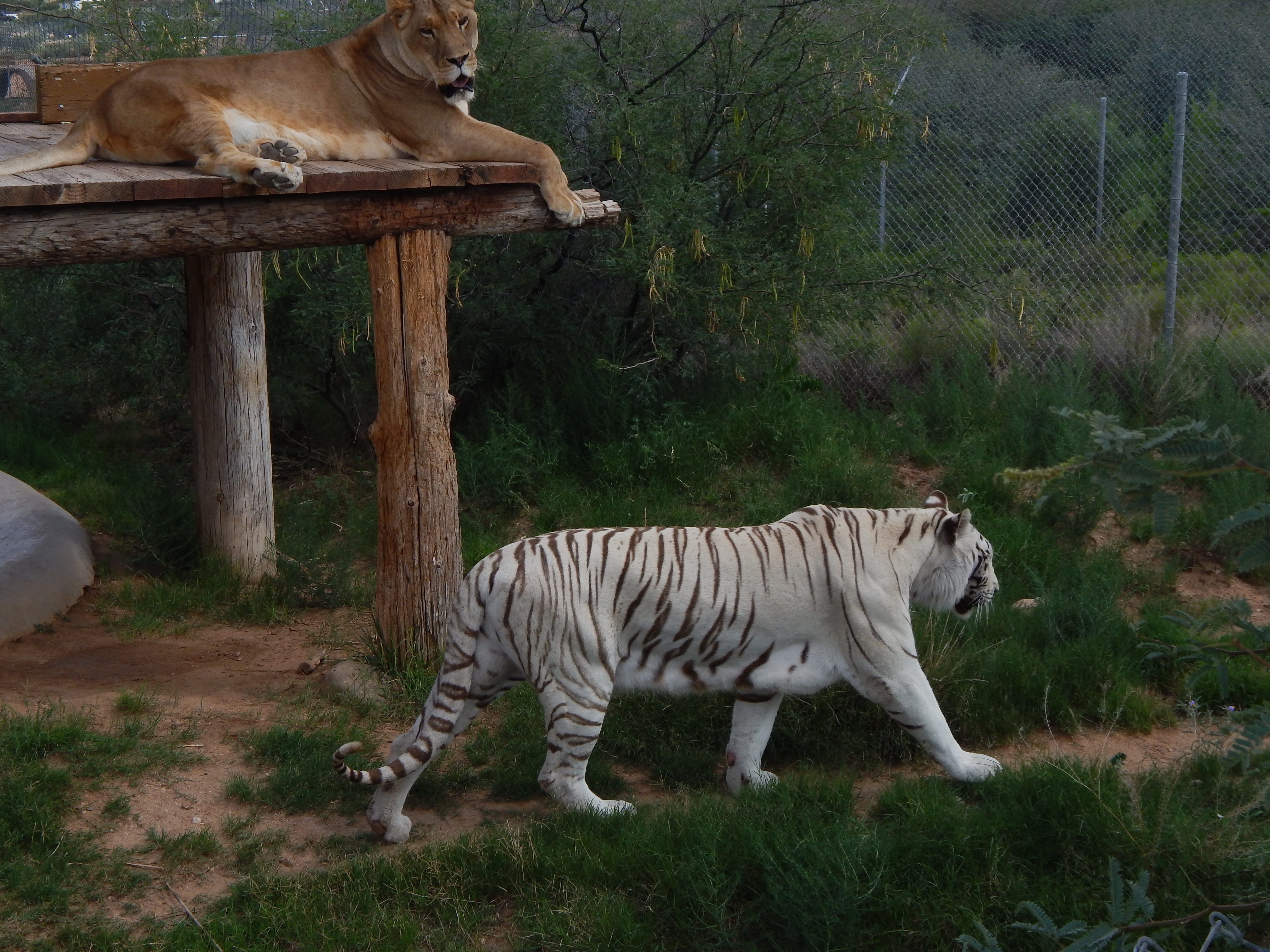 Get Out of Arizona at Out of Africa Wildlife Park