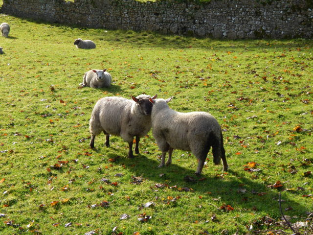 Exploring the Countryside of Ireland